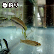 魚釣り 華じ花