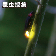 昆虫採集 華じ花